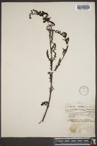 Macranthera flammea image