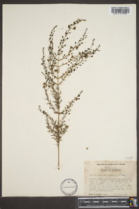 Seymeria cassioides image