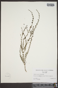 Seymeria cassioides image