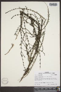 Seymeria cassioides image