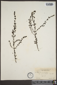 Seymeria pectinata subsp. peninsularis image