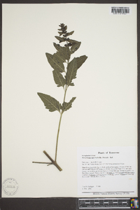 Dasistoma macrophylla image