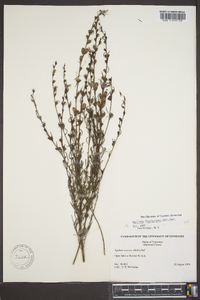 Agalinis fasciculata image