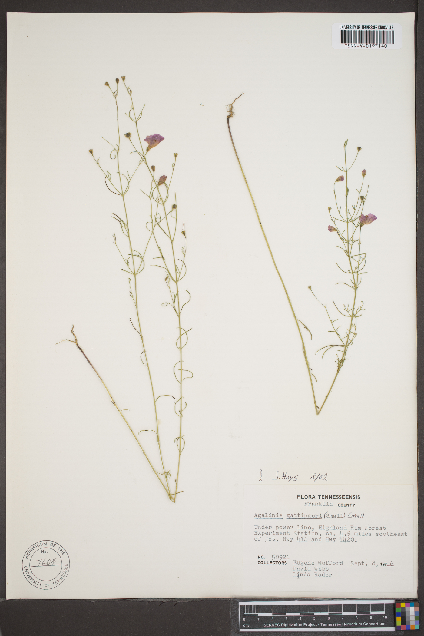Agalinis gattingeri image