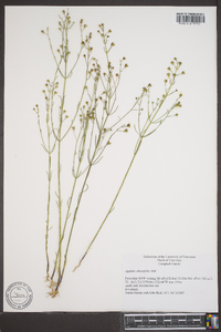 Agalinis obtusifolia image