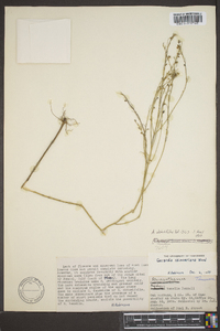 Agalinis obtusifolia image