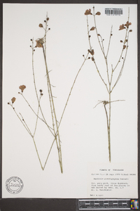Agalinis pseudaphylla image