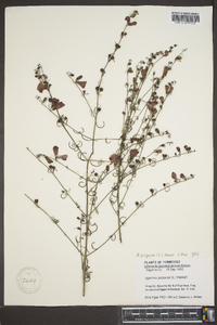 Agalinis purpurea image