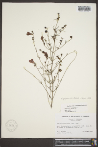 Agalinis purpurea image