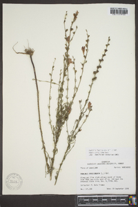 Agalinis fasciculata image