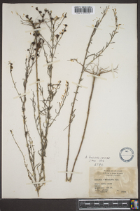 Agalinis fasciculata image