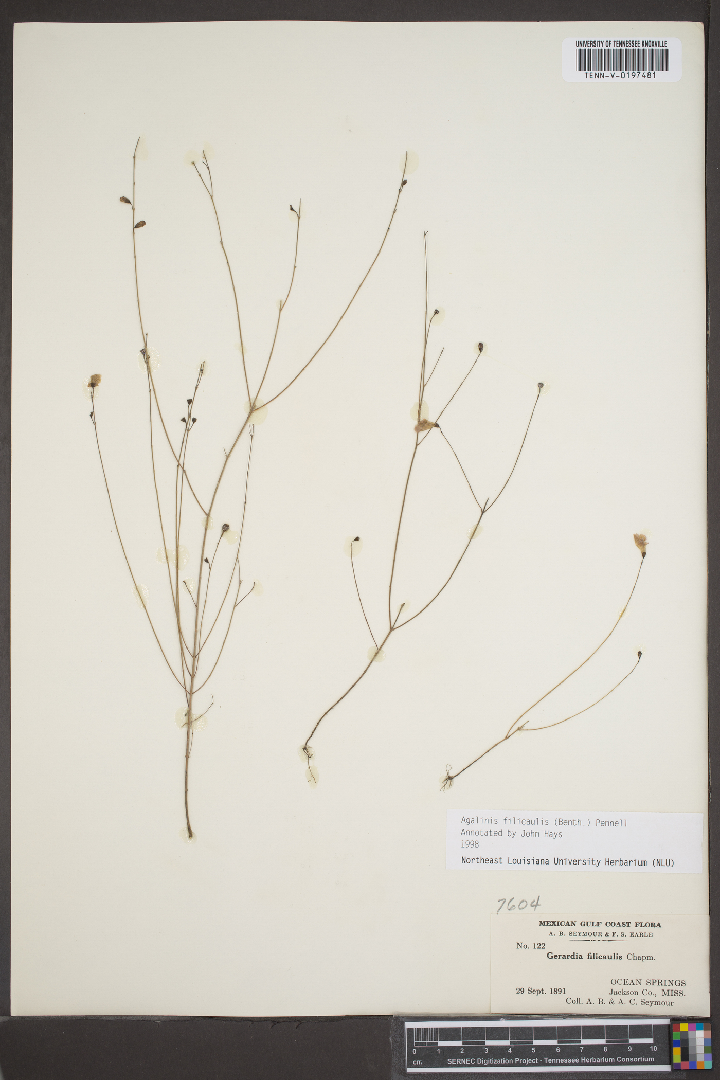 Agalinis filicaulis image