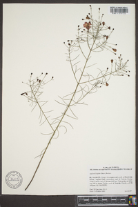 Agalinis linifolia image