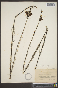 Agalinis linifolia image