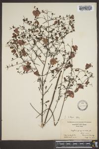 Agalinis purpurea image