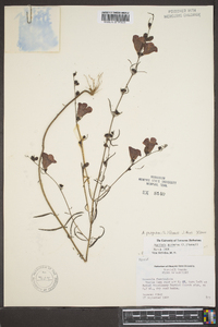 Agalinis purpurea image