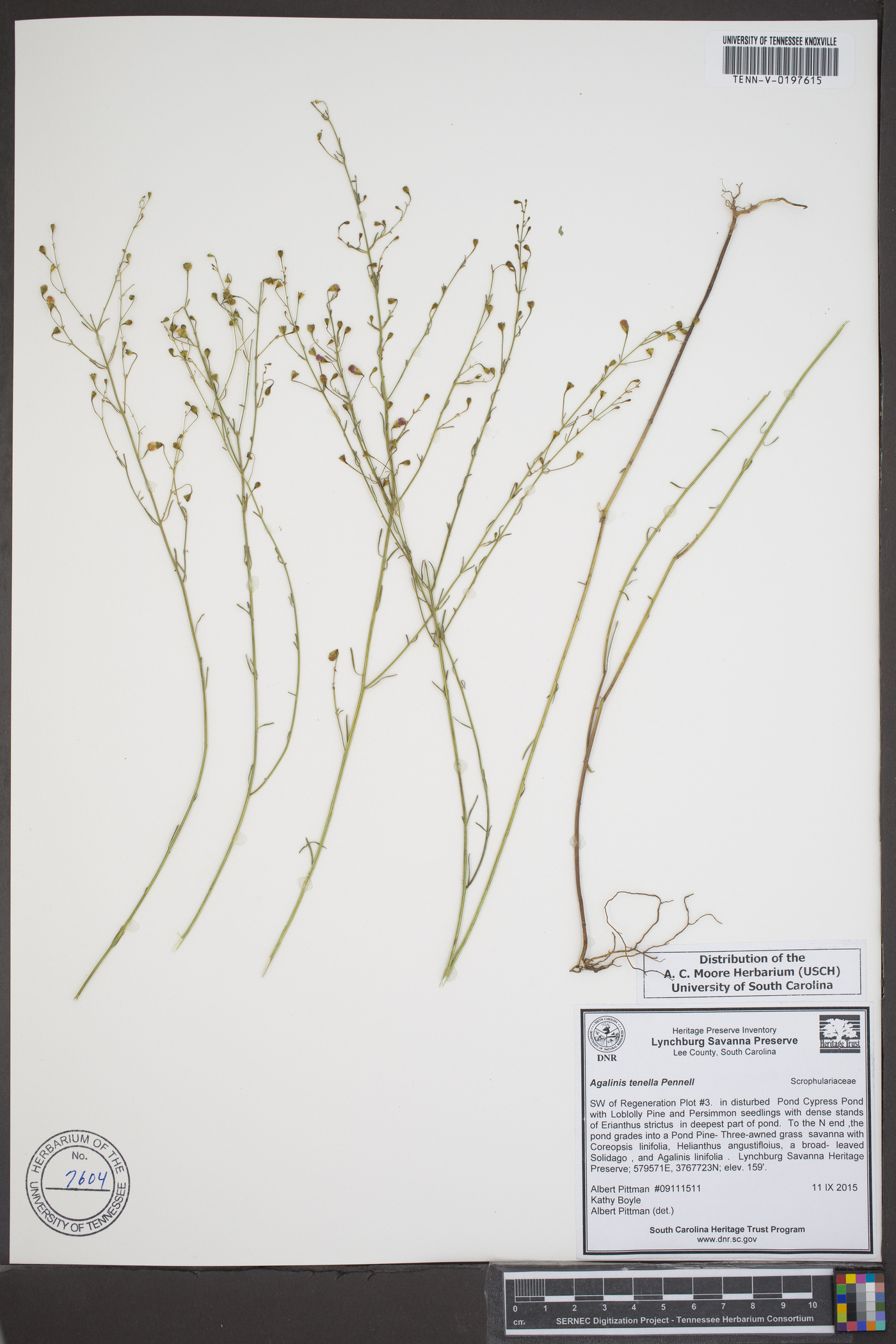 Agalinis tenella image
