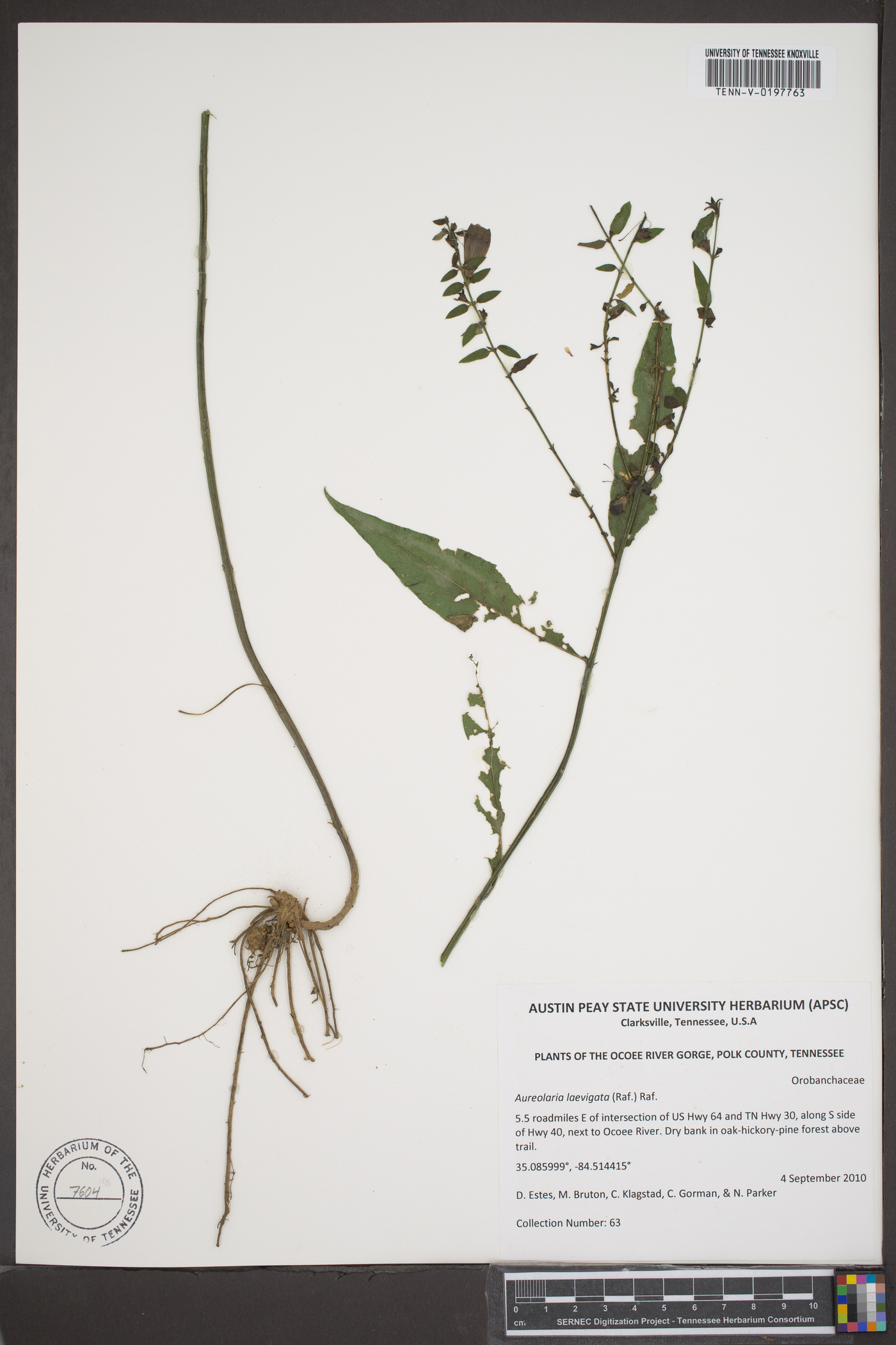 Aureolaria laevigata image