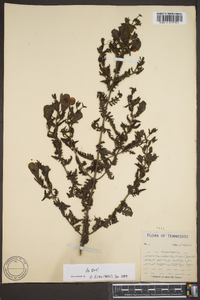 Aureolaria pectinata image