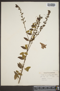Aureolaria virginica image