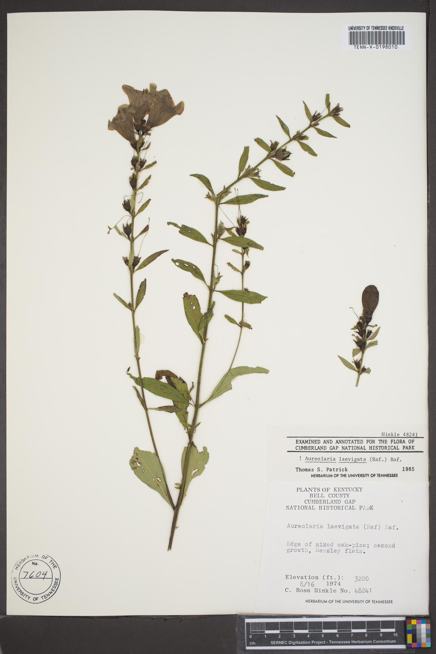 Aureolaria laevigata image