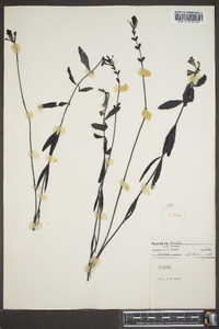 Buchnera americana image