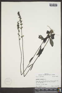 Buchnera floridana image