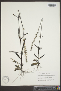 Buchnera floridana image