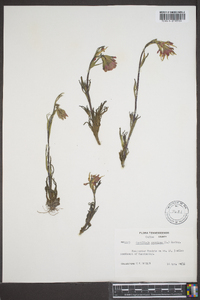 Castilleja coccinea image