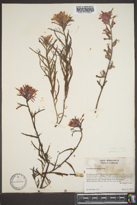 Castilleja miniata var. oblongifolia image