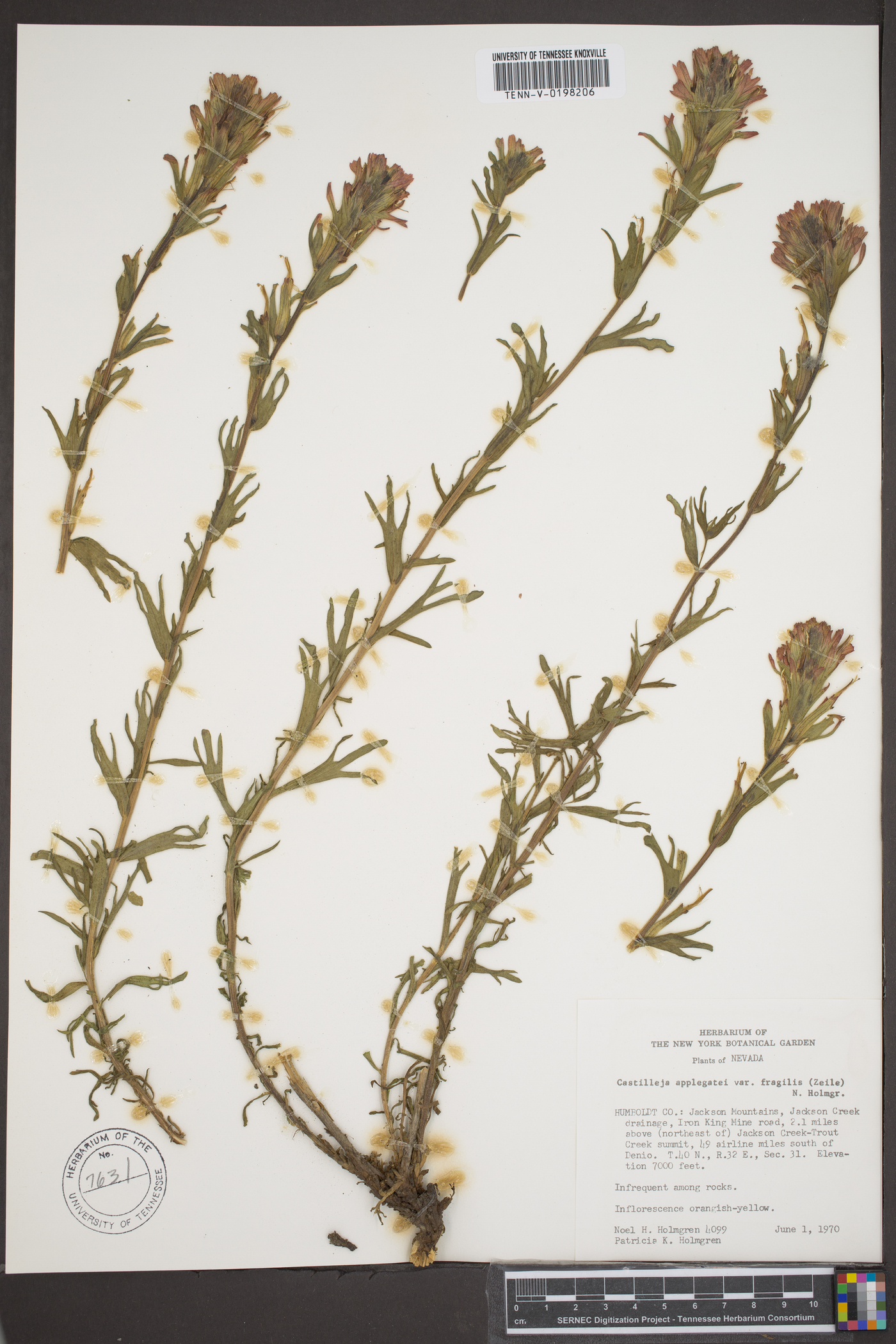 Castilleja applegatei var. pinetorum image