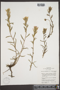 Castilleja applegatei image