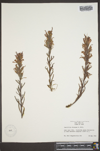 Castilleja chromosa image