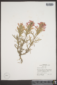 Castilleja chromosa image