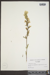 Castilleja coccinea image