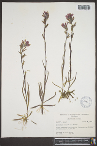 Castilleja coccinea image