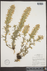 Castilleja flavescens image