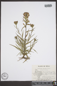 Castilleja indivisa image