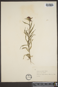 Castilleja indivisa image