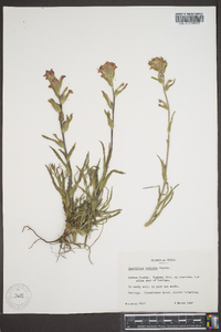 Castilleja indivisa image