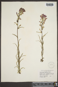 Castilleja indivisa image