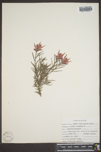 Castilleja integra image