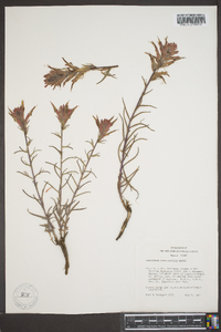 Castilleja linariifolia image