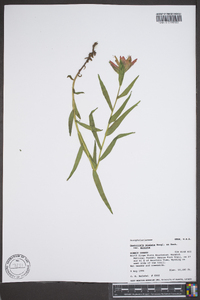 Castilleja miniata var. miniata image