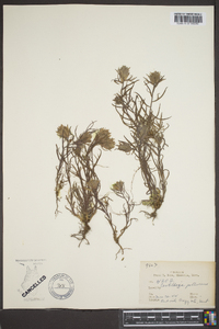 Castilleja pallescens image