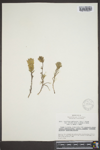 Castilleja pallescens image