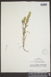 Castilleja pallescens image