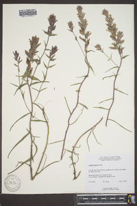 Castilleja raupii image