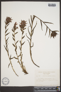 Castilleja rhexiifolia image