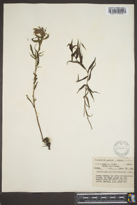 Castilleja septentrionalis image